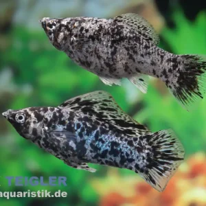 Aktuell Segelkärpfling Silbermarmor, Poecilia velifera, Premium XL